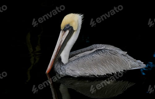 Preview: A Brown Pelican in Florida
