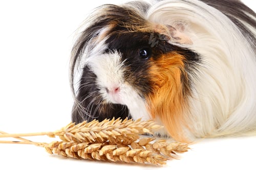 Preview: Fluffy Guinea Pig with Wheat on White