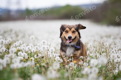 Preview: Dog in magic dandelion meadow.