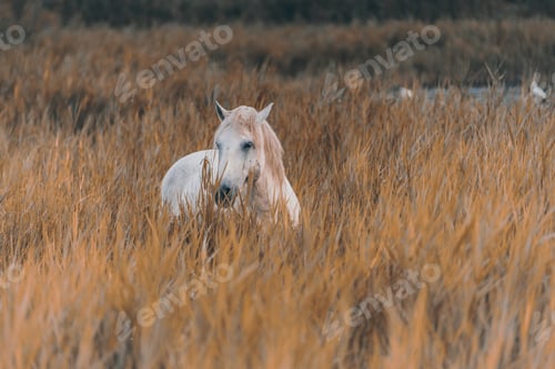 Preview: Wild white horse in autumnal grassland