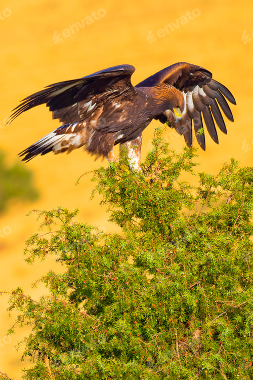 Preview: Golden Eagle, Mediterranean Forest, Spain