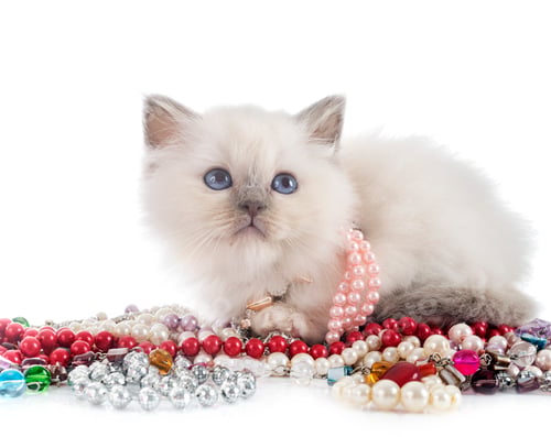 Preview: birman kitten in studio