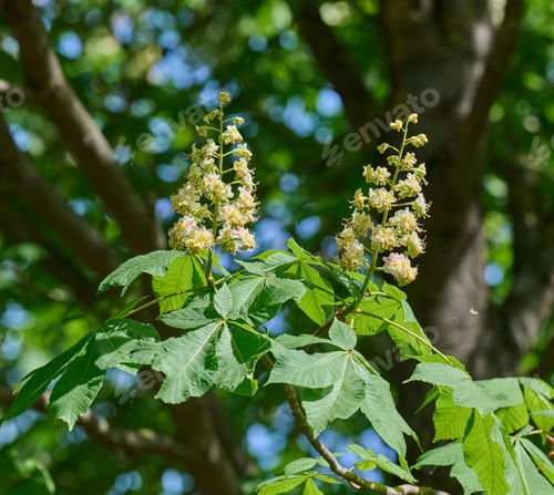 Preview: Horse chestnut Aesculus hippocastanum flowers blooming among green leaves in spring sunlight