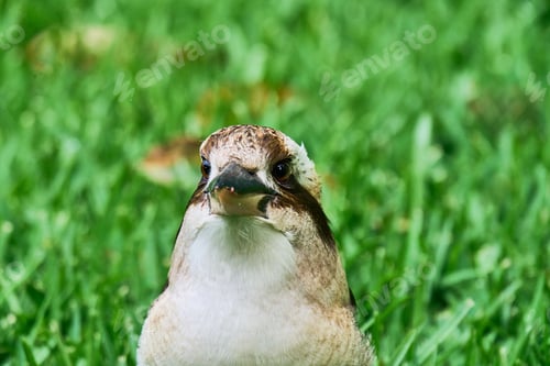 Preview: Kookaburra perched in lush green grass, looking directly into the camera