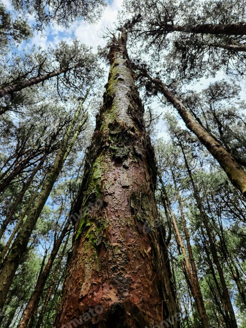 Preview: view of pine forest in botto