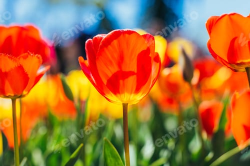 Preview: Tulip. Beautiful bouquet of tulips. colorful tulips.