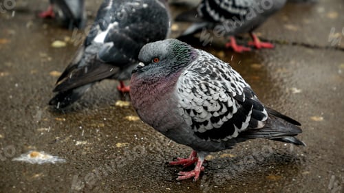 Preview: Snowflakes falling on a group of pigeons at a park