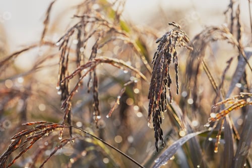 Preview: Freshness of riceberry rice in organic rice paddy field, ears of riceberry rice with morning dew