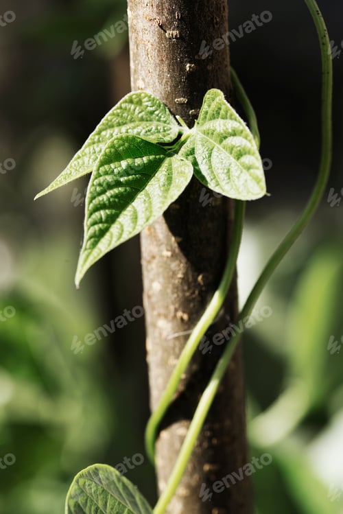 Preview: Bean plants climbing and twining around a pole in a vegetable garden.
