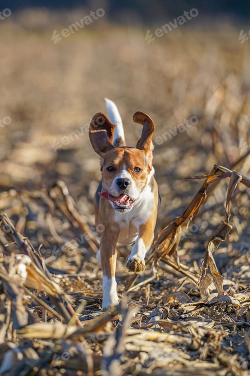 Preview: Beagle is captured mid-run in a sun-drenched field of dry, scattered stalks of corn
