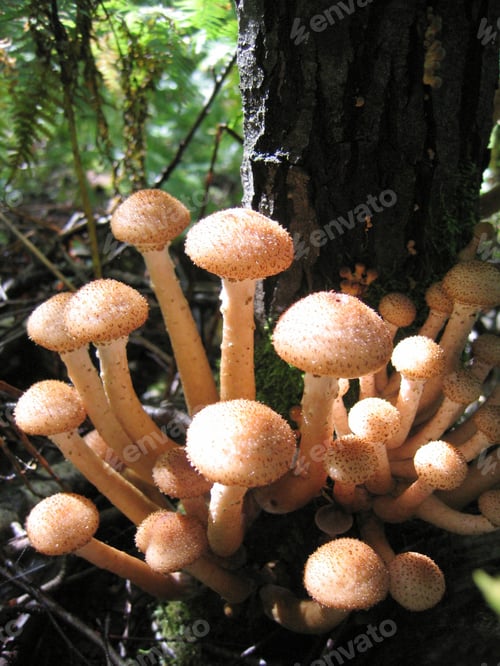 Preview: honey mushrooms glowing in sunlight