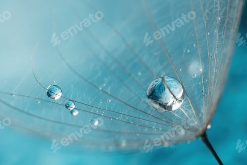 Preview: Abstract dandelion flower background, extreme closeup. Big dandelion on natural background. Art phot