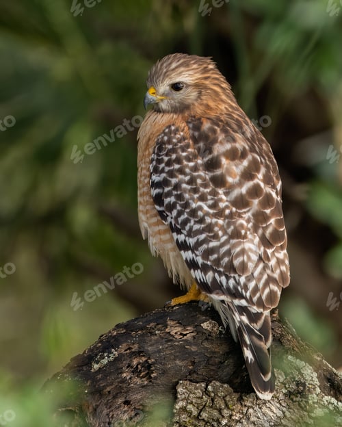 Preview: Red-shouldered Hawk