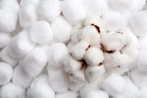 Preview: Fluffy flowers and space for text on cotton balls, view from above