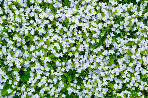 Preview: Spring flowers and fresh green grass. Plants as a background. Small whole flowers.
