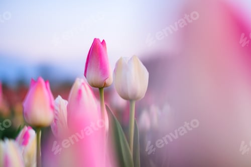 Preview: Tulip fields in the Netherlands. Tulips in bloom in springtime. Flowers as a backdrop.