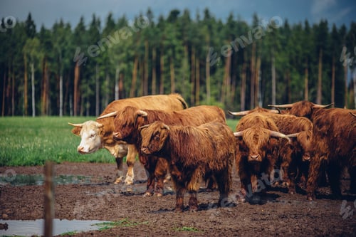 Preview: Herd of brown bulls walking through a road in the field on a gloomy day