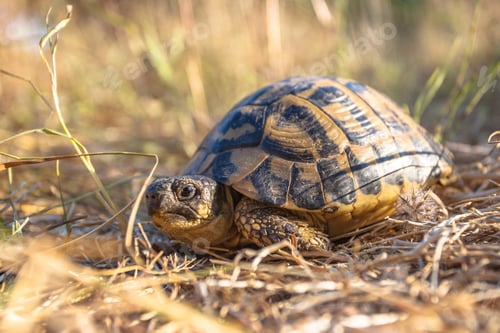 Preview: Hermann's tortoise in Grassy Environment Italy, southern Europe