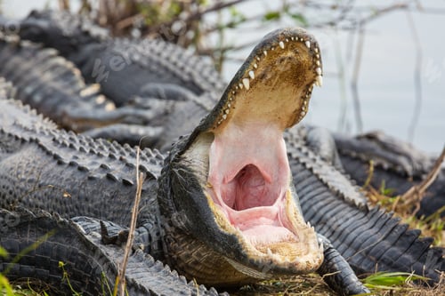 Preview: Alligator
