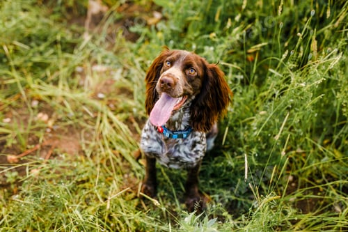 Preview: Russian brown spaniel lying in green grass in a field and lit by the setting sun