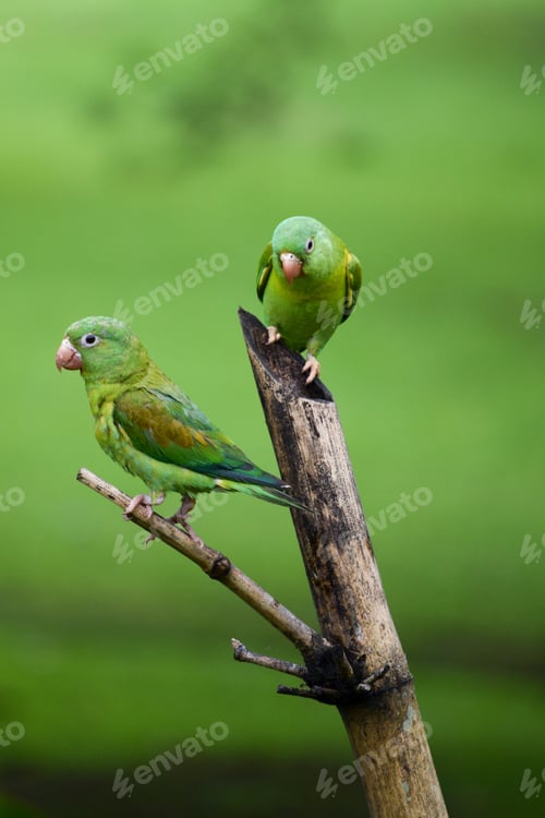 Preview: Green Tropical Birds with a green background