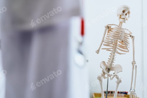 Preview: Anatomical skeleton in the clinic of a family doctor.