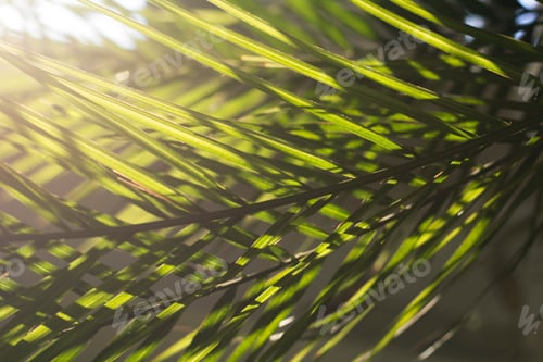 Preview: Palm tree leaves close up and natural light