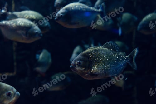 Preview: selective focus of glowing fish swimming under water in dark aquarium