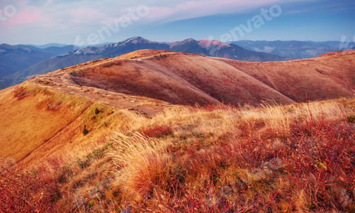 Preview: autumn alley. Carpathians. Ukraine, Europe