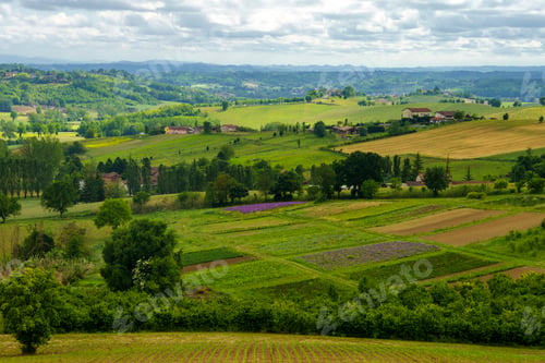 Preview: Vineyards of Monferrato near Calliano at springtime