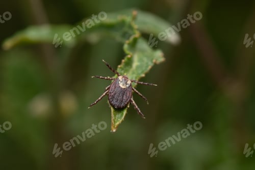 Preview: Closeup shot of a mite perched on a green leaf