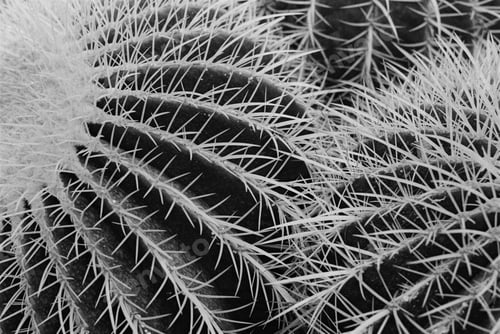 Preview: Cactus in black and white