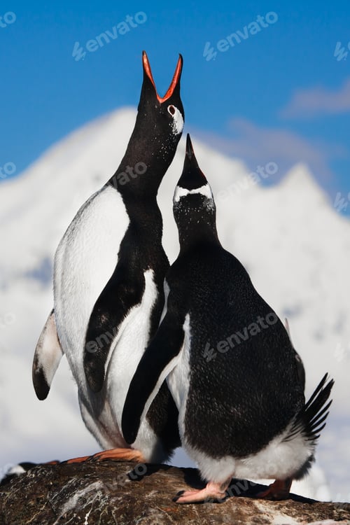 Preview: Singing penguins