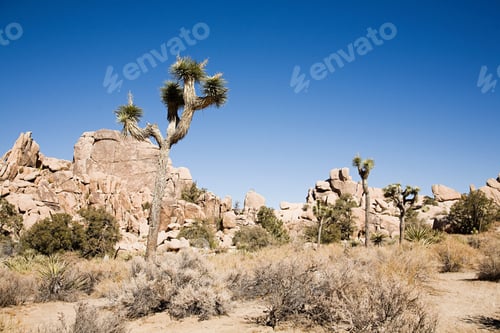 Preview: Joshua tree national park