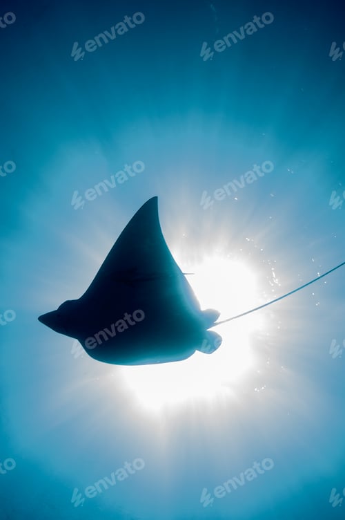 Preview: Underwater silhouetted view of eagle ray in sunlight, Cancun, Quintana Roo, Mexico