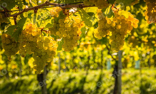 Preview: White grapes hanging from lush green vine, vineyard background