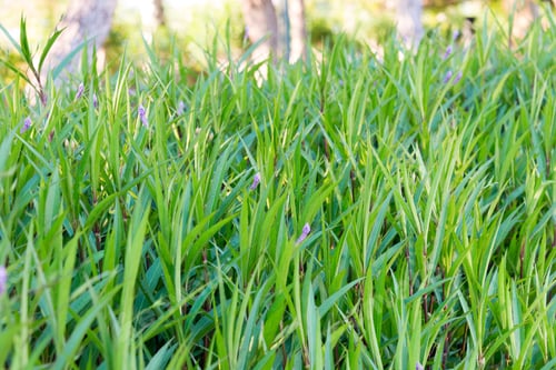 Preview: Textured green grass