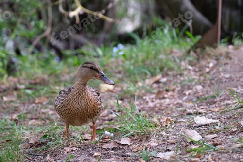 Preview: Female mallard duck.