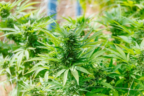 Preview: Hemp agriculture plant farm sativa bleed. Marijuana Herbal green tree nursery in green house.