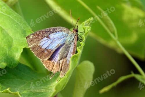Preview: Closeup of a moth perched on a bright green leaf