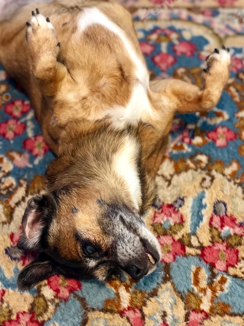 Preview: Family dog enjoying a back rub on the rug.