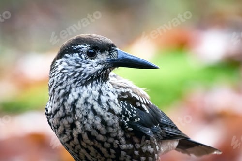 Preview: Spotted nutcracker (Nucifraga caryocatactes macrorhynchus)