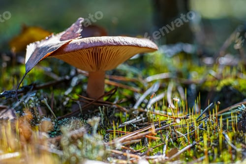 Preview: Edible mushroom in the autumn forest.Fall