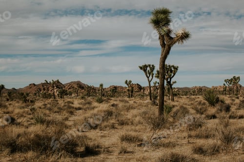 Preview: Joshua Tree National Park, California