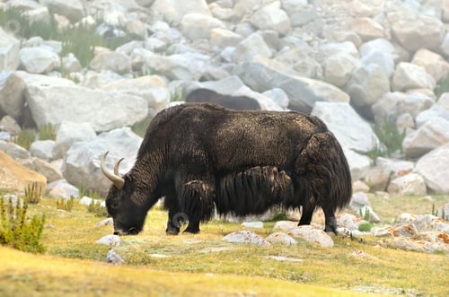 Preview: Tibetan yak