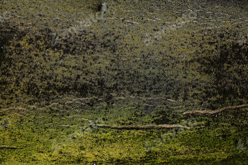 Preview: tree bark background texture trunk