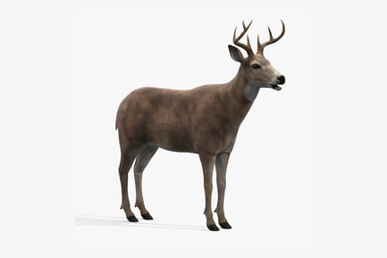 Preview: Adult Deer Buck with Antlers