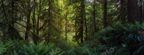 Preview: Canadian Green Rain Forest Background