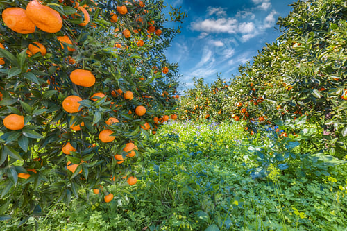 Preview: Ripe oranges on tree in orange garden.