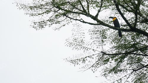 Preview: A toucan, on a rainy day, perched on a branch high up in a tree,